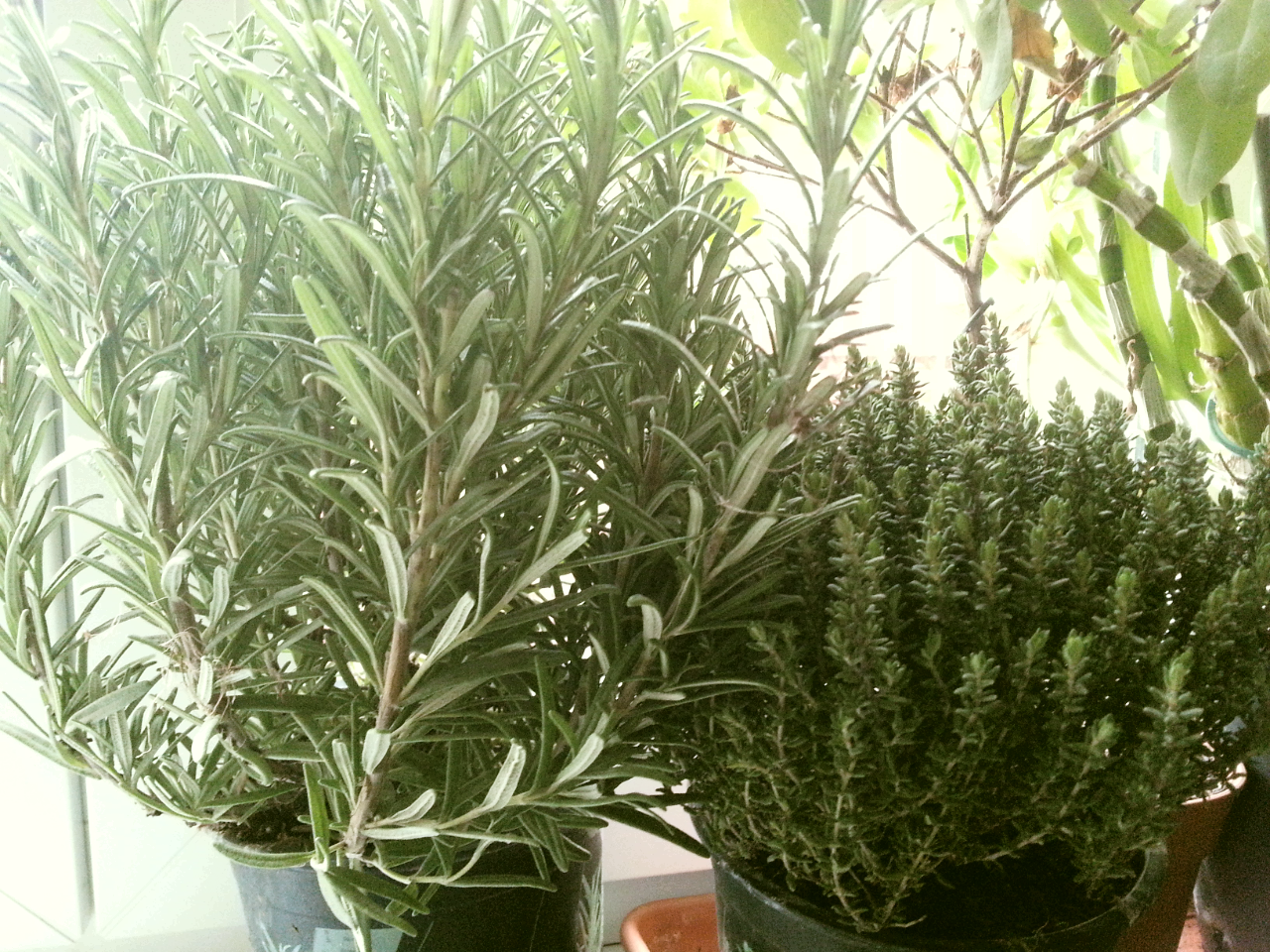 rozmarin cu siguranta!